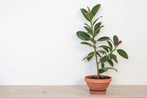 Ficus elastica. Ev için yeşil çiçekli esrar. Beyaz arka planda seramik kahverengi tencerede sulu yeşil yaprakları olan Ficus. Boşluğu kopyala.