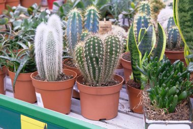 Bahçe dükkanındaki küçük saksılarda çivili çeşitli yeşil kaktüsler. Kaktüs serada satılıyor..