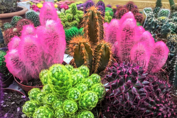 Разноцветное Кактусное Растение Шипами Маленьких Горшках Садовом Магазине Кактусы Продаются — стоковое фото