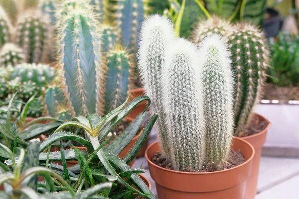 Varie Piante Tropicali Cactus Con Picchi Piccoli Vasi Negozio Giardino — Foto Stock