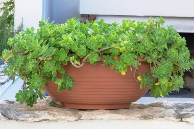 Avludaki büyük saksıda sulu bitkiler. Manzara tasarımı için sulu bir bitki. Aeonium lindleyi bitkisi. Ev için bitkiler.