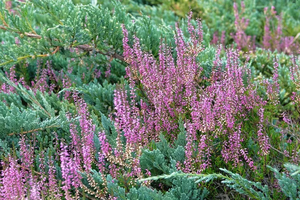 정원을 가꾸는 식물의 묘목이다 정원에 시장에서 분홍색 향나무를 — 스톡 사진