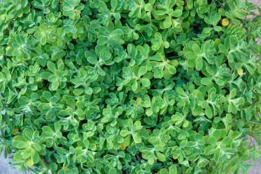 Aeonium lindleyi bitkileri. Avludaki büyük saksıda sulu bitkiler. Manzara tasarımı için sulu bir bitki. Ev için bitkiler. Üst görünüm.