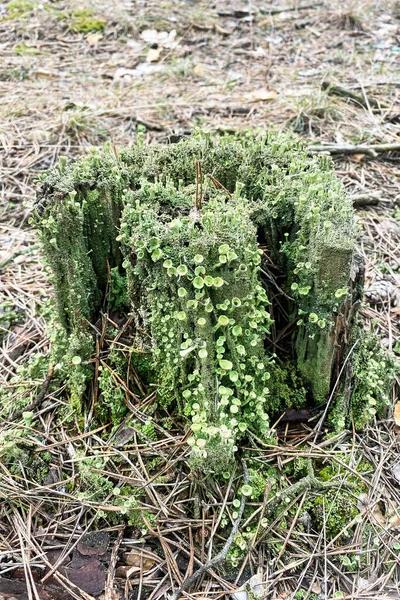 Moss Crece Muñón Fondo Natural Musgo Verde Enfoque Selectivo Ecología — Foto de Stock