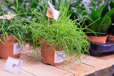 Bahçe dükkanı. Bahçe dükkanındaki saksılarda Rhipsalis. Bahçe işleri için ev bitkileri yetiştirme..