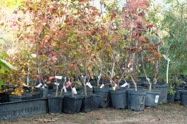 Bahçe dükkanı. Bahçe dükkanındaki saksılarda farklı ağaçların tohumları. Bahçe işleri için bitki ve ağaçların bakımevi..