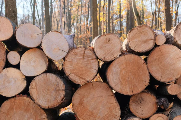 Montón Leña Almacén Leña Campo Madera Troncos Pino Recién Cortados — Foto de Stock