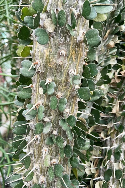 Los Cactus Crecen Invernadero Alluaudia Asciende Cerca Verano Paisaje Tropical —  Fotos de Stock