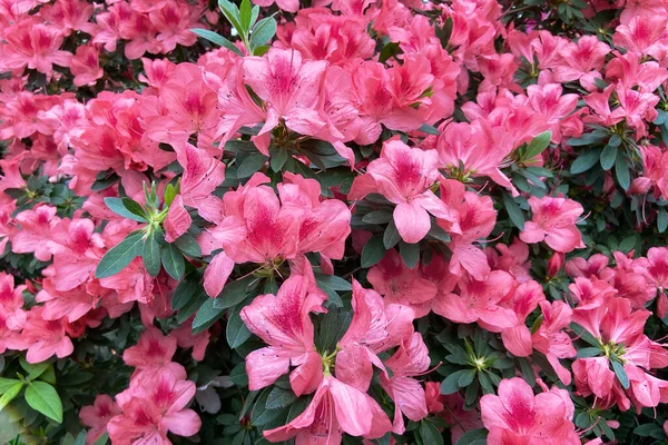 Azaleas Primavera Flores Rosas Arbusto Floreciente Familia Heath Con Racimos — Foto de Stock