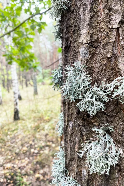 苔は樹皮の木で 苔の明るい背景に成長します 陽射し 自然野生動物 — ストック写真