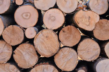 Kereste fabrikasındaki çam ağacından kesilmiş kütükler. Doğal ahşap arka plan, yakılacak odunlara yakın plan. Yakacak odun yığını. Ağaç kütükleri yığını.