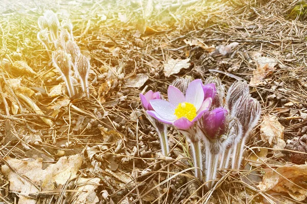Pulsatilla Bosque Salvaje Flores Primavera Púrpura Está Floreciendo Las Soleadas — Foto de Stock