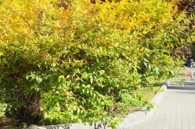 Bahçe düzenlemesi, yeşil bir çalılık, renkli dekoratif çalılıklar ve sonbaharın başında şekillendirilmiş. Bahçe işleri konsepti. Güneşli bir gün.