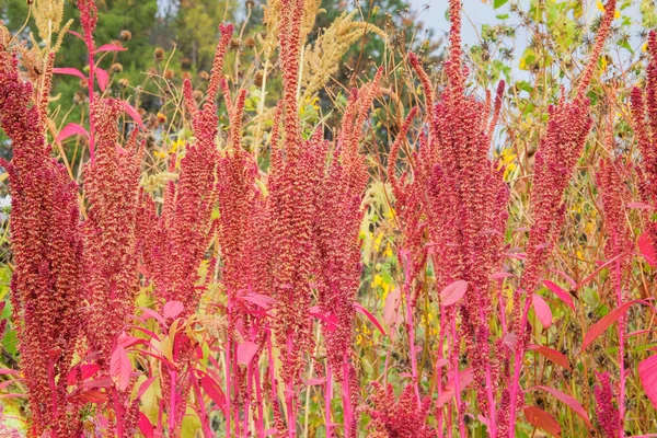 Amaranth 有机园林中的红色花朵 背景模糊 靠近点深红色的Amaranthus尾藻 图库图片