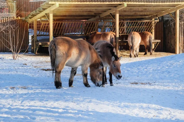 Przewalski 'nin atları kışın hayvanat bahçesinde saman yiyor. Kapatın. Hayvanat bahçelerinde vahşi hayvanlar bulundurmak. Tıknaz yabani Moğol atı, manto renginde..