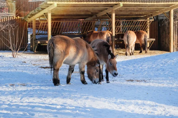 Konie Przewalskiego Jedzą Siano Zoo Zimą Zamykają Się Trzymanie Dzikich Zdjęcia Stockowe bez tantiem