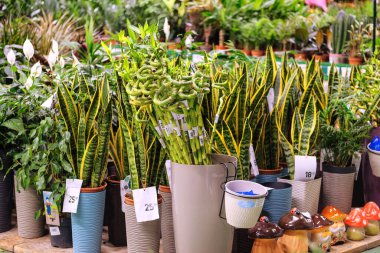 Dekoratif saksı bitkileri ve bambu satılıktır. Çiçek ve ev eşyaları satan bir bahçe dükkânı. Dekorasyon için çiçek teslimatı.