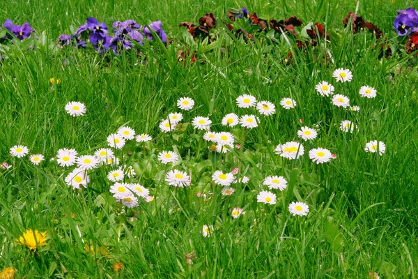 Bellis Perennis Parku Łące Zbliżenie Wiosenne Tło Natury Tekstura Projektu — Zdjęcie stockowe