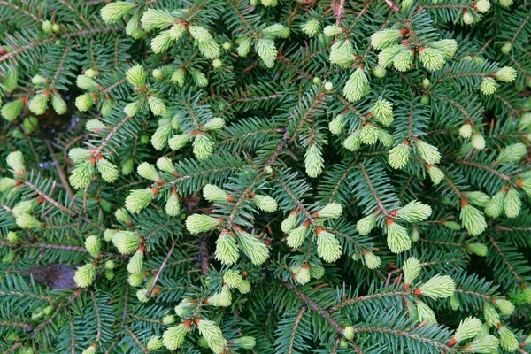 Giovani Rami Verdi Abete Rosso Nel Bosco Primo Piano Primavera — Foto Stock