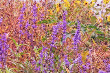 Kırsal bir çiftlik bahçesinde mor yaz çiçekleri. Şifalı bitki. Menekşe rengi Salvia. Kapat..