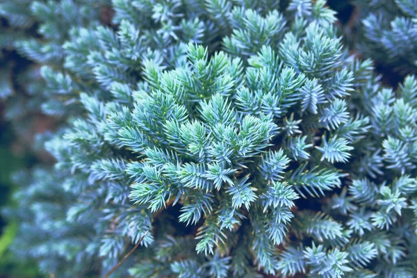 青いトウヒの枝を閉じてください 風景を飾る針葉樹植物 ガーデンショップ 園内の青いトウヒと緑のヒノキ — ストック写真