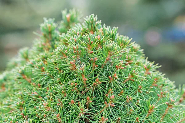 Green Spruce Branches Close Coniferous Plant Which Decorate Landscape Garden — Stock Photo, Image