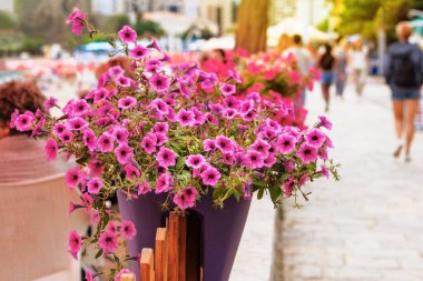 Yazlık kafenin verandasında çiçek saksılarında mor çiçekler. Petunia, yazlık restoranı dekore eder. Güneş ışığı.