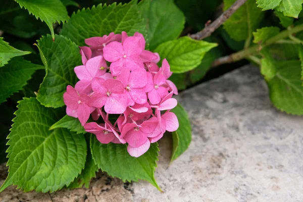Гортензия Цветет Розовый Весенний Фон Природы Ландшафтный Дизайн Оформление Весенний — стоковое фото