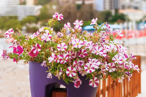 Фиолетовые Цветы Цветочных Горшках Веранде Летнего Кафе Petunia Украсить Летнюю — стоковое фото