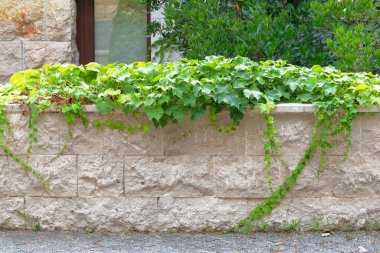 Peyzaj tasarımı. Yeşil yapraklar doğayı bulanık bırakır. Duvarı kaplayan tırmanma tesisi. Güneşli bir günde yemyeşil yapraklar.