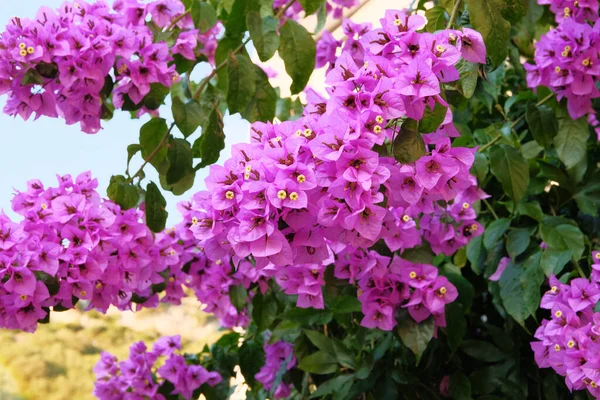 Фиолетовые Яркие Цветы Бугаинвиллеи Размытом Фоне Закройте Красивые Фиолетовые Цветущие — стоковое фото