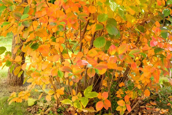 Parc Ville Automne Soleil Feuilles Jaunes Orange Brunes Sur Sol — Photo