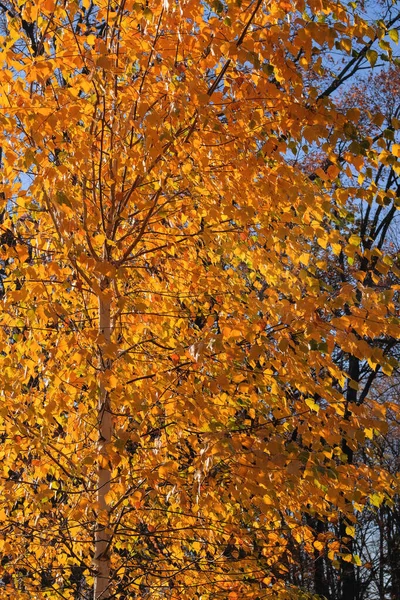Herbstlicher Stadtpark Der Sonne Gelbe Und Orangefarbene Blätter Baum Herbst — Stockfoto