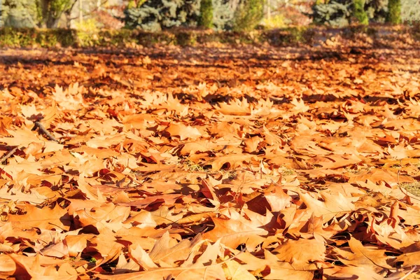 Autumn City Park Brown Oak Leaves Landscape Forest Late Autumn — Stock Photo, Image