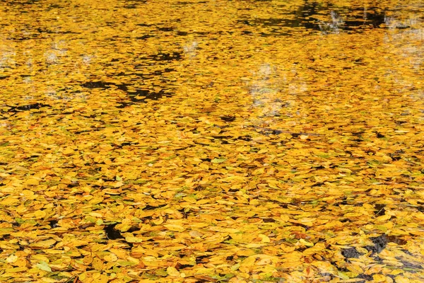 秋天明亮的金黄色叶子在水里的俯瞰 黄色的各种叶子在水面上游泳 秋天的阳光 — 图库照片