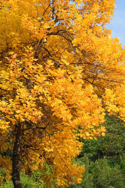 Oak Yellow Foliage Leaves Nature Autumn Sunny Day Warm Weather — Stock Photo, Image