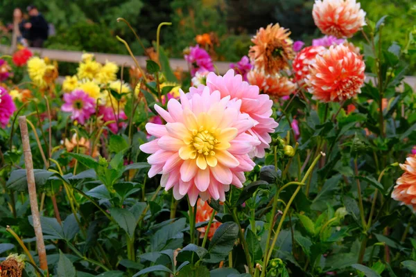 Dahilia Viveiro Jardinagem Fundo Floração Rosa Natural Flor Cana Fechar — Fotografia de Stock