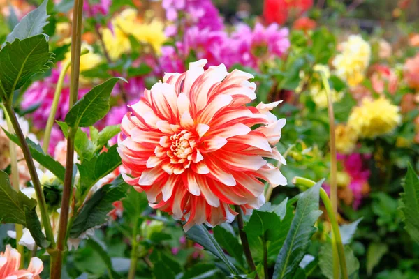 Dahilia Rosa Berçário Jardinagem Fundo Florido Natural Flor Tubo Água — Fotografia de Stock
