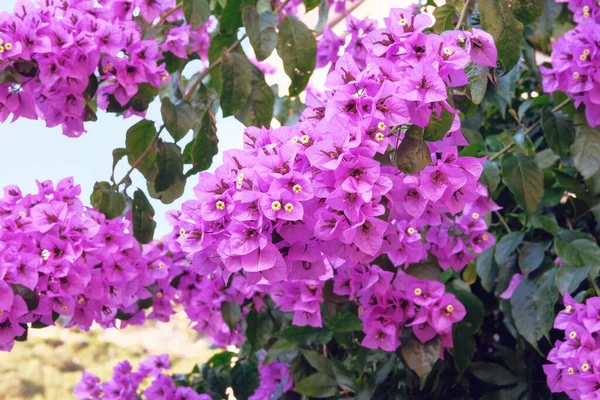 在克罗地亚海岸的居民楼旁边生长着毛茸茸的灌木 旅行中的夏日风景 紫罗兰绽放的花朵 图库照片