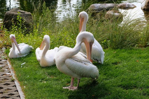 Pelikáni Žijící Zoologickém Parku Bílí Exotičtí Ptáci Zblízka — Stock fotografie
