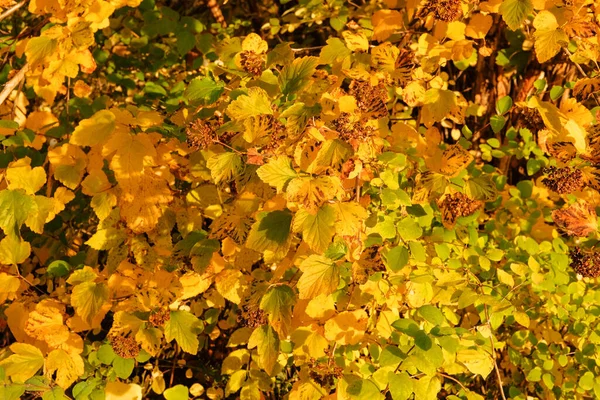 Gelbe Herbstblätter Malerischen Herbstpark Park Der Stadt Sonniger Tag Warmes — Stockfoto