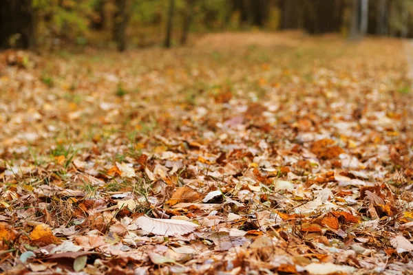 Brown Autumn Leaves Background Landscape November Autumn Landscape Sunny Day — Stock Photo, Image