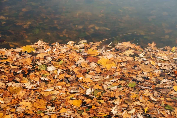 公園内の水の秋の明るい黄金の葉 黄色の様々な葉の川で泳ぐ 秋の背景 — ストック写真