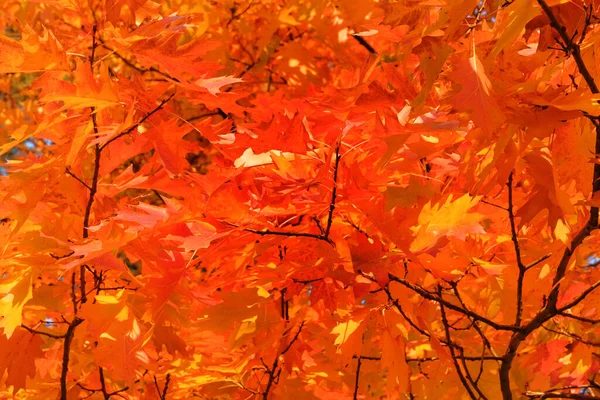 Oak Orange Foliage Autumn Leaves Sun Outdoor City Autumn Park — Stock Photo, Image