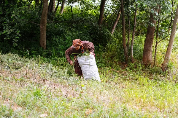 Vieille Femme Recueille Herbe Dans Les Prairies Dans Forêt Journée — Photo