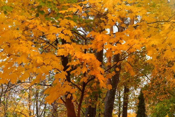 Maple Yellow Foliage Autumn Leaves Sun Outdoor City Autumn Park — Stock Photo, Image