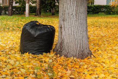 Geri dönüşüm için yapraklı çanta. Güneşte sonbahar yaprakları. Açık havada. Sonbahar parkı. Sarı sonbahar manzarası.