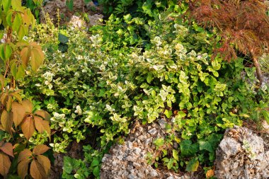 Dekoratif yeşil parlak çalılıklar şehrin sokaklarında. Şehir sokaklarında peyzaj ve dekorasyon.