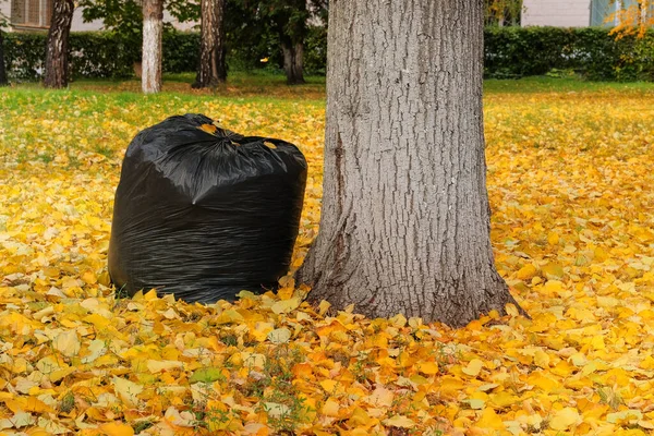 Geri dönüşüm için yapraklı çanta. Güneşte sonbahar yaprakları. Açık havada. Sonbahar parkı. Sarı sonbahar manzarası.