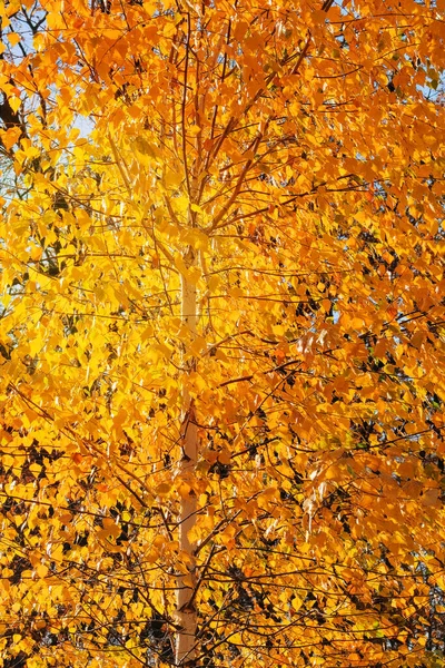 Herbstblätter Baum Auf Der Sonne Draußen Stadtherbstpark Gelbe Herbstlandschaft — Stockfoto